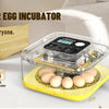 Un incubateur à œufs clair avec des œufs à l'intérieur, posé sur une base jaune, dans un environnement intérieur lumineux.