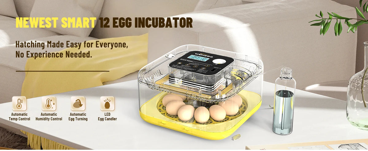 Un incubateur à œufs clair avec des œufs à l'intérieur, posé sur une base jaune, dans un environnement intérieur lumineux.