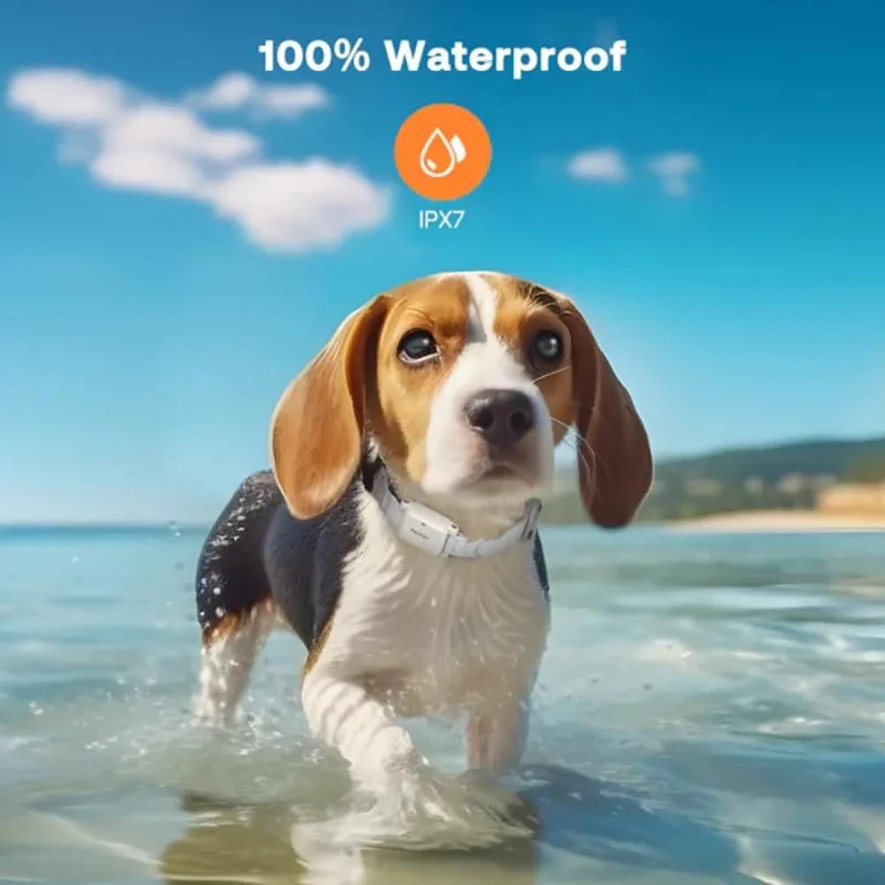 A beagle dog is running through clear water outdoors, demonstrating the waterproof capability of a training collar.