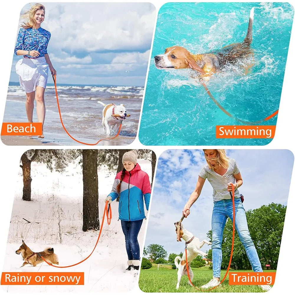 Image showing a dog swimming, training outdoors in the rain or snow, and on the beach.