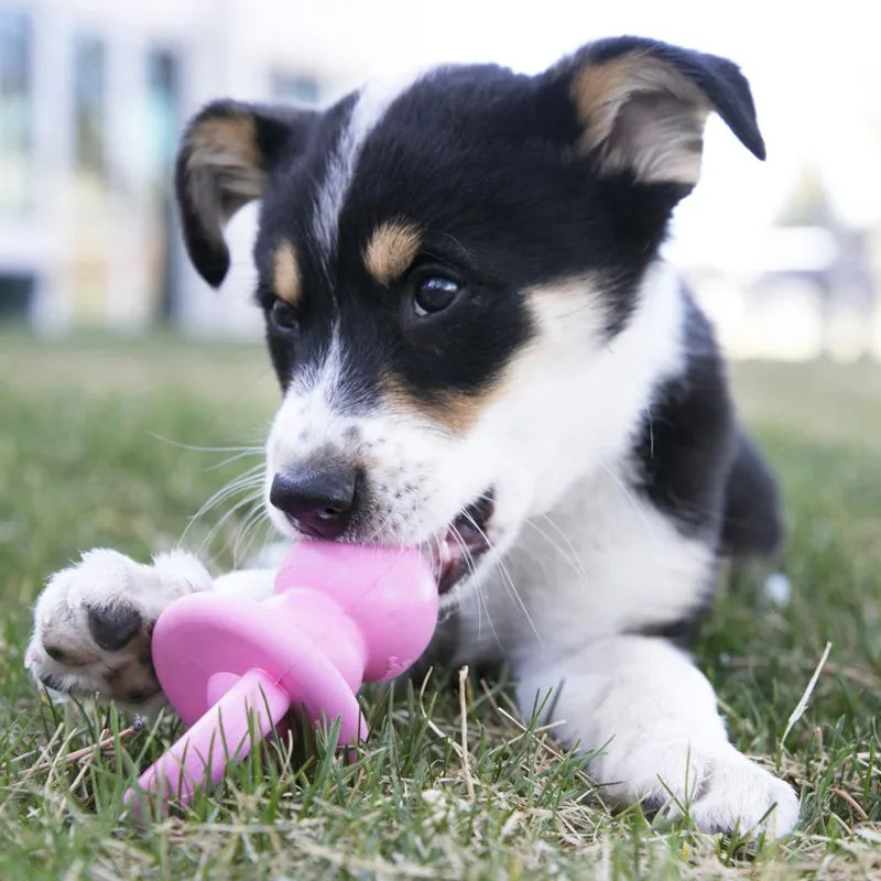 A small puppy is chewing a pink KONG Puppy Binkie teething chew toy on green grass.