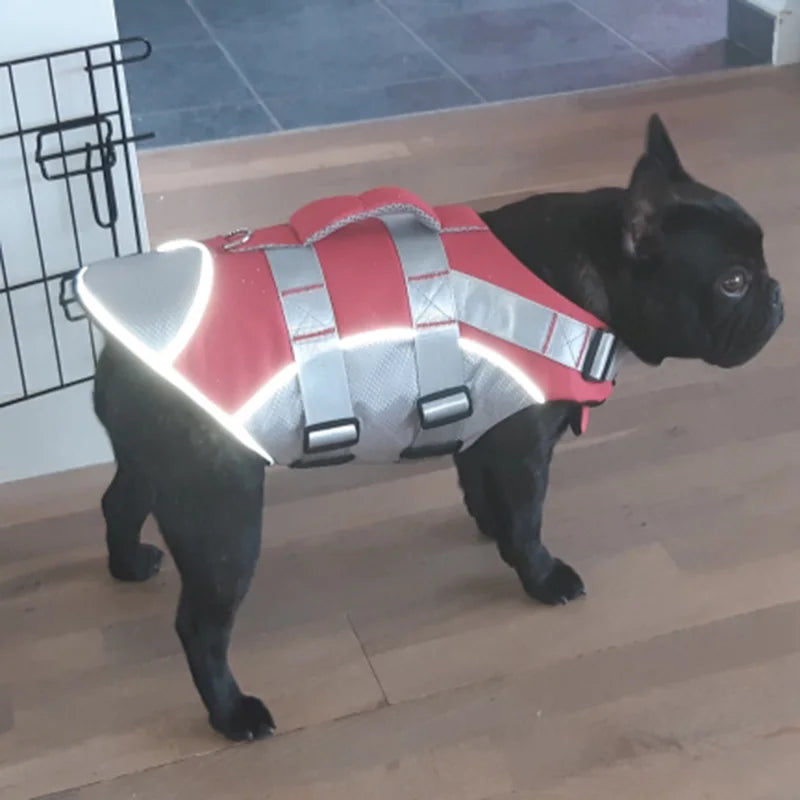 A black dog wearing a reflective red and silver summer life jacket.