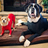 A large dog wearing a black comfort fit onesie is lying down on a brown mat with a small dog nearby.