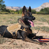 A black German Shepherd wearing a tan tactical dog harness with a molli pouch system lying on dry earth.