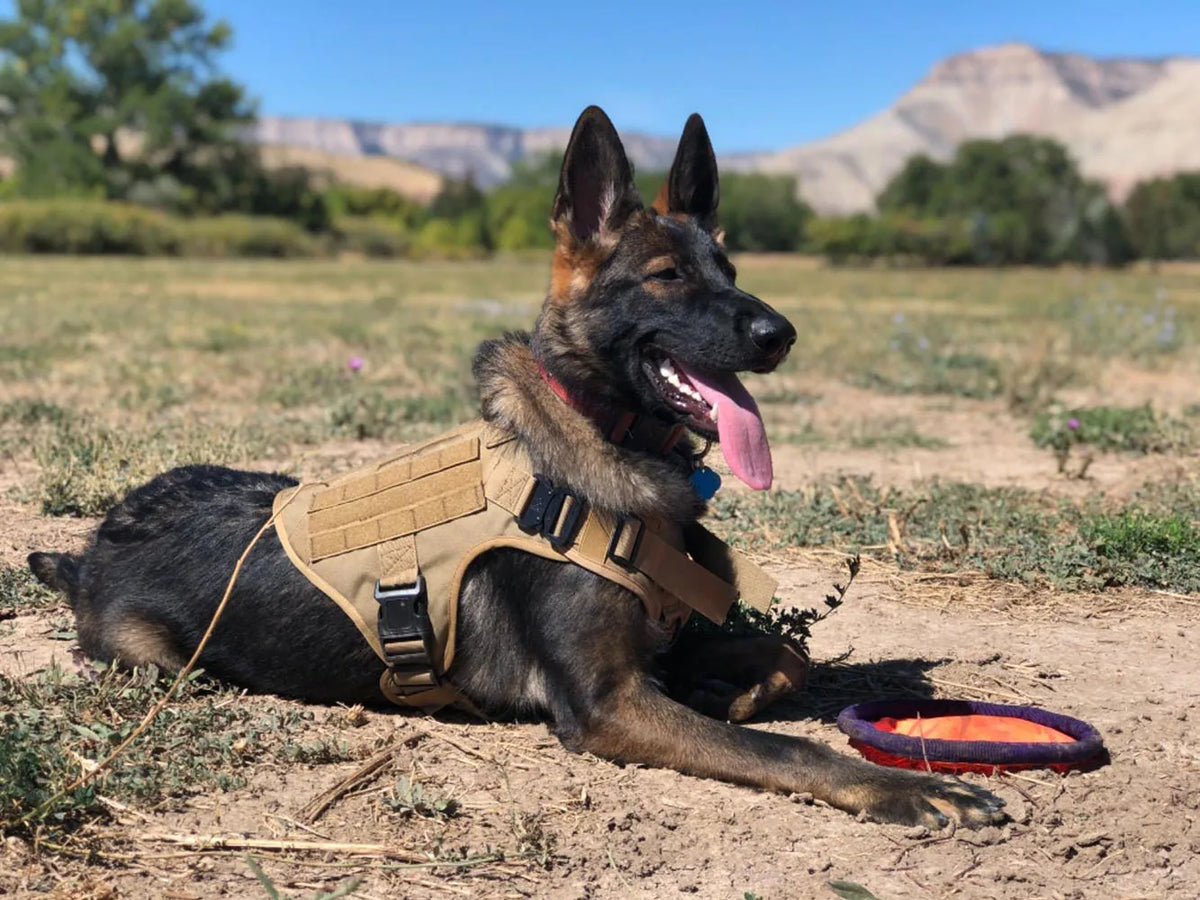 A black German Shepherd wearing a tan tactical dog harness with a molli pouch system lying on dry earth.