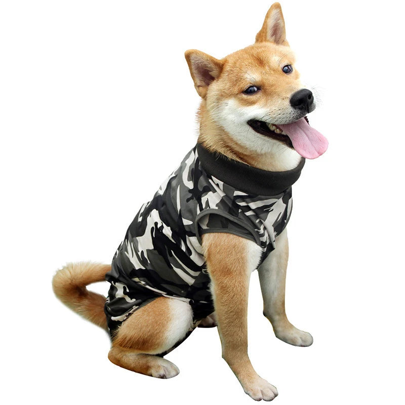 A happy Shiba Inu dog wearing a black and white breathable recovery suit.