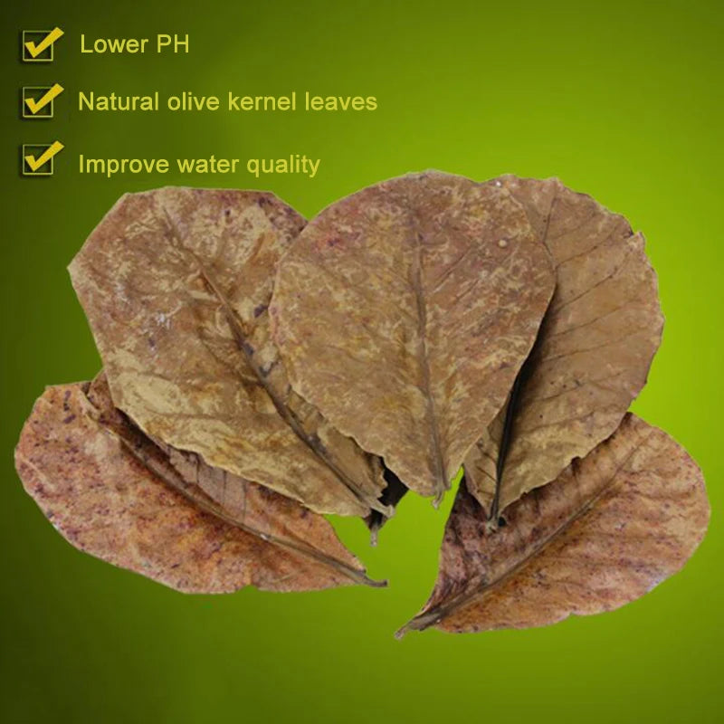 Dried olive kernel leaves used as natural fish cleaning leaves for aquarium tanks