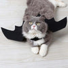 Un chat gris et duveteux portant un costume d'ailes de chauve-souris noires.