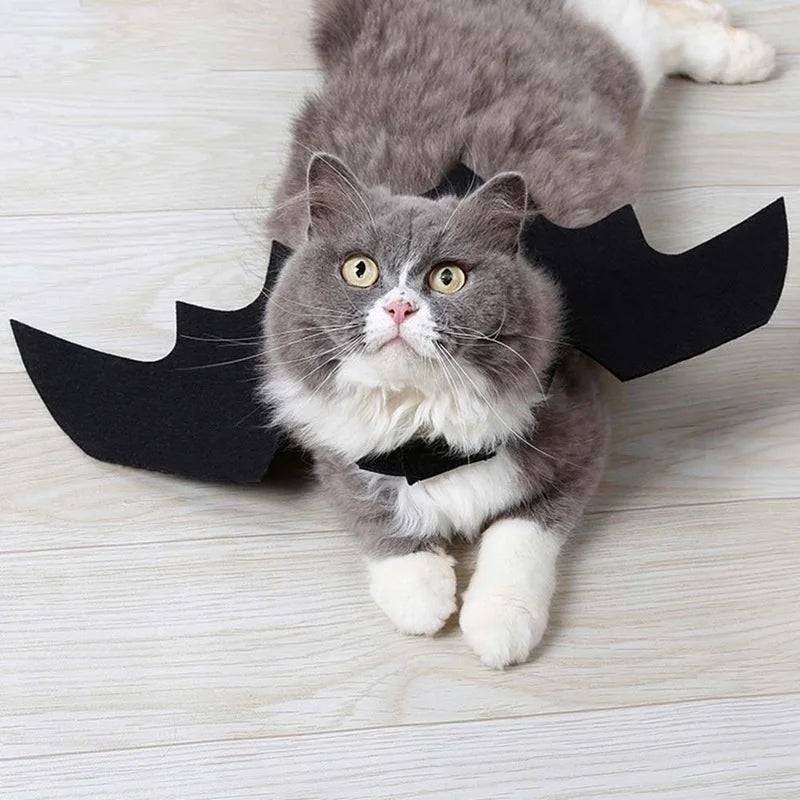 Un chat gris et duveteux portant un costume d'ailes de chauve-souris noires.