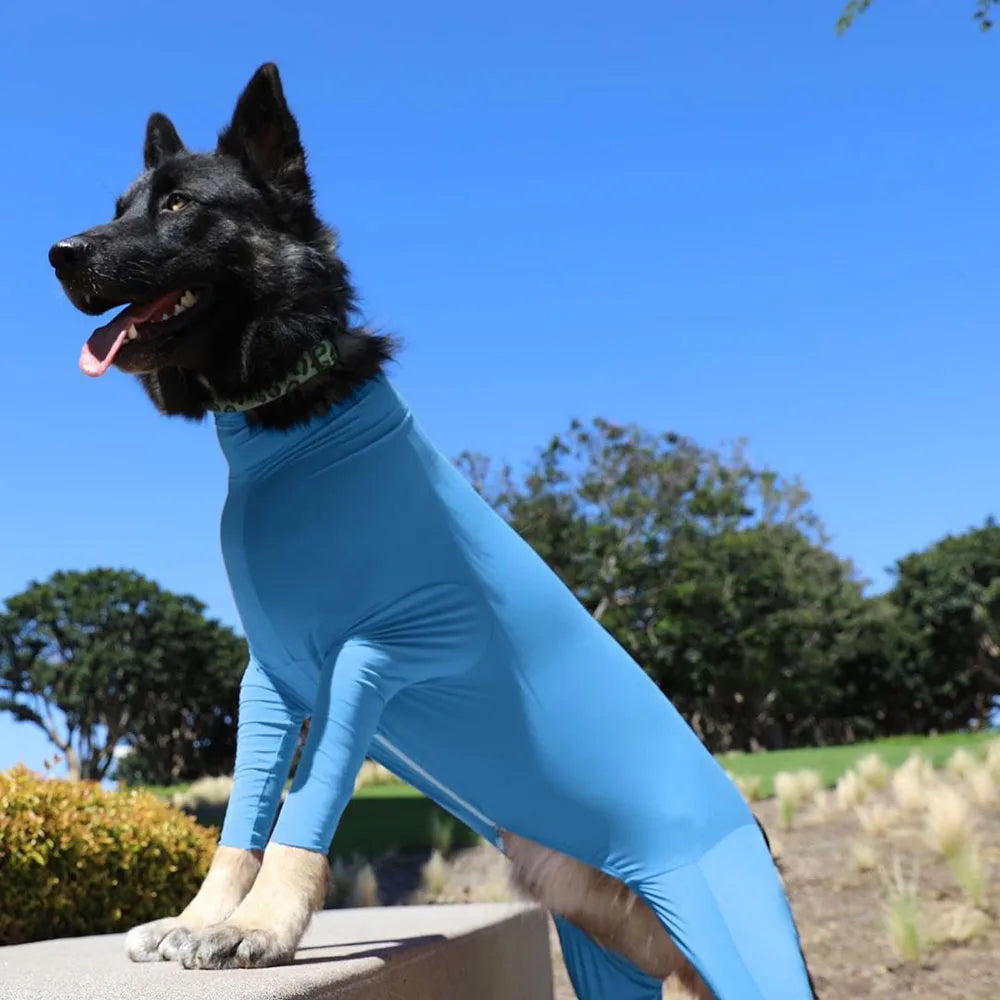 A black dog wearing a bright blue comfort fit onesie with full leg coverage outdoors.