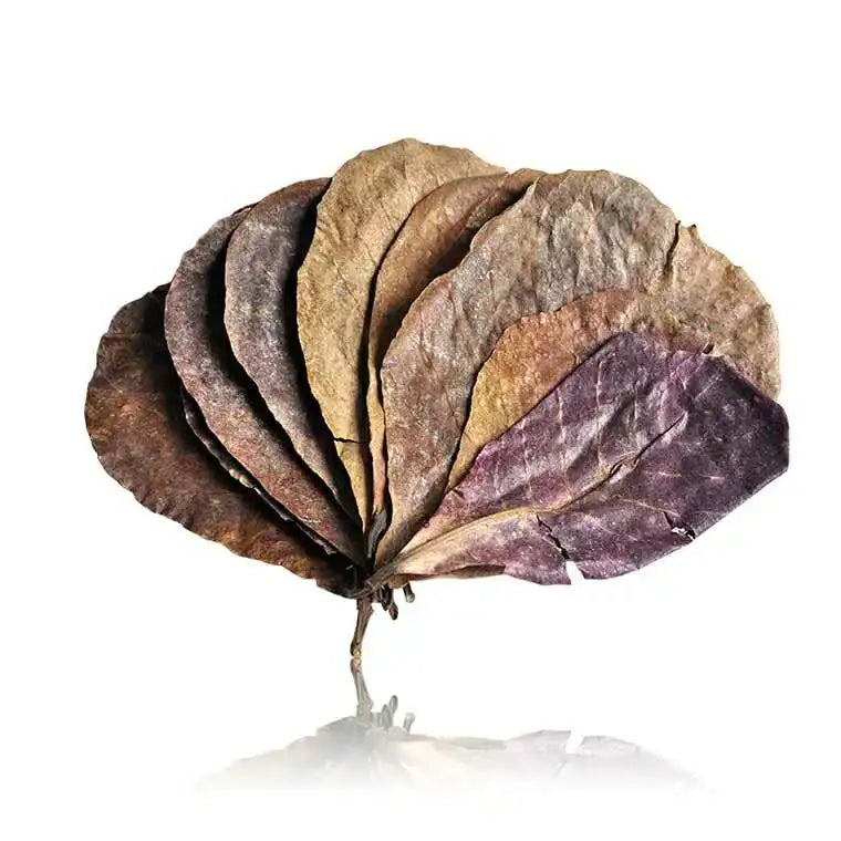 Dried, layered brown and purple fish cleaning leaves for aquarium tanks