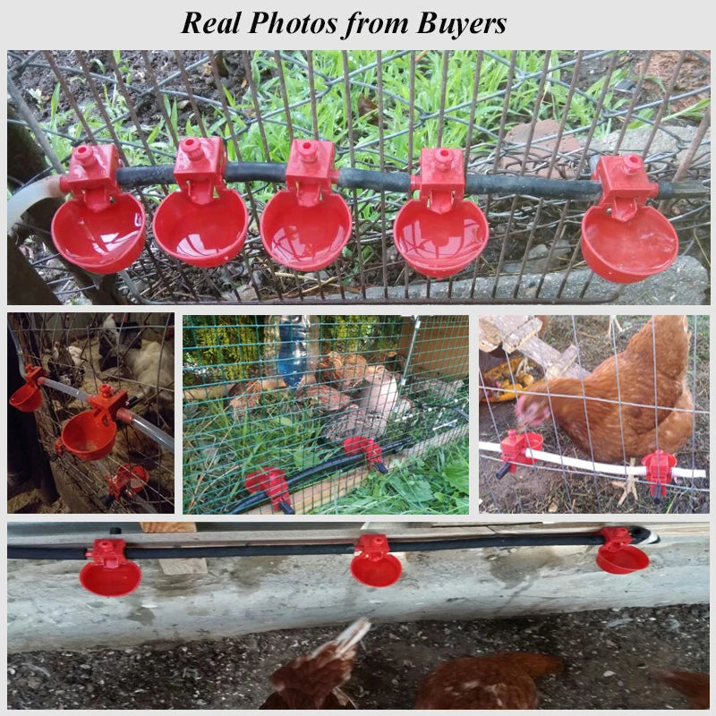 Piqueurs d'eau pour poulets rouges automatiques montés sur un fil, vus sous divers angles et contextes.