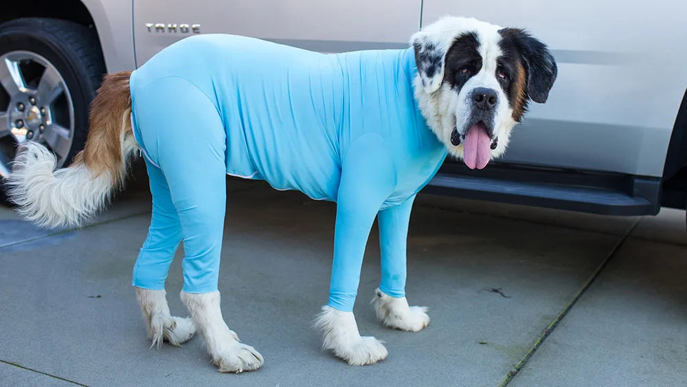 A dog wearing a light blue comfort fit onesie with full leg coverage standing next to a car.