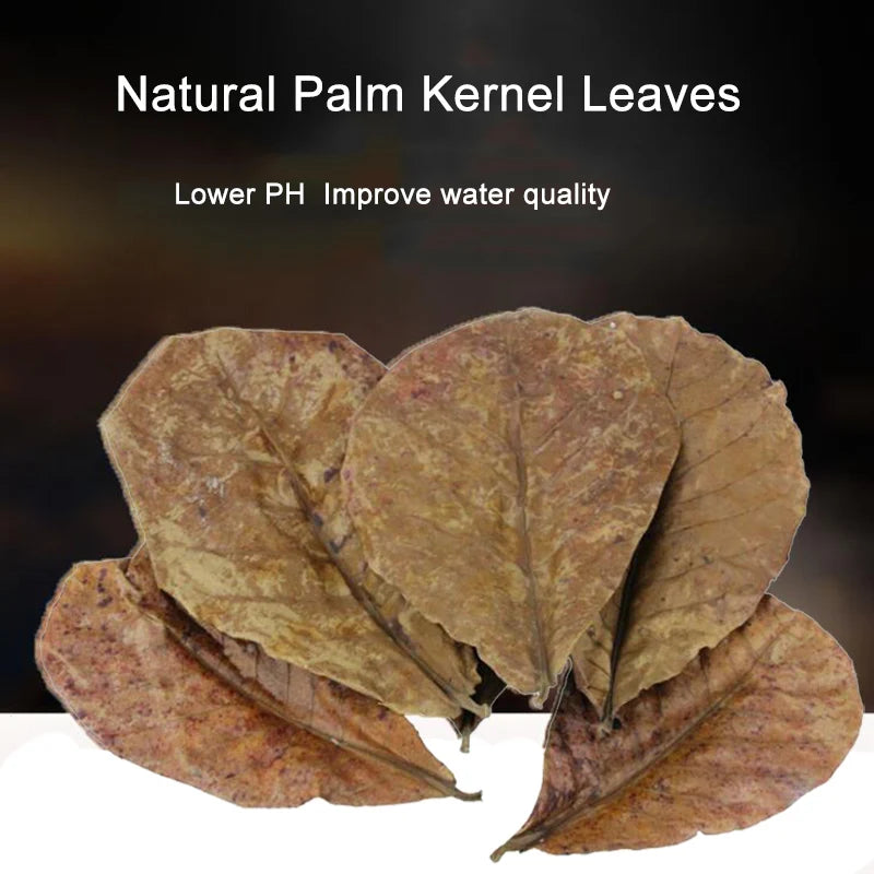 Dried natural palm kernel leaves used to lower pH and improve water quality in aquarium tanks