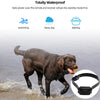 A dog wearing a waterproof remote training collar is running through shallow water.