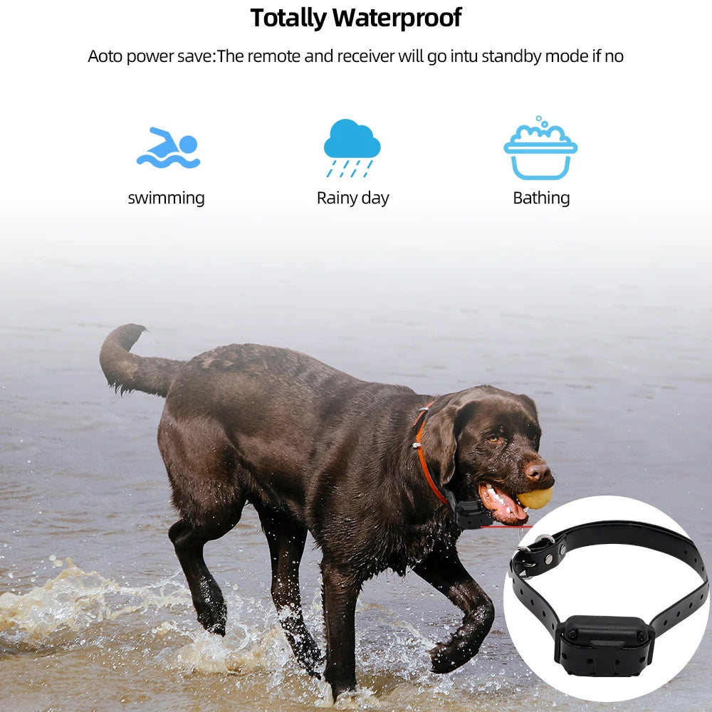 A dog wearing a waterproof remote training collar is running through shallow water.