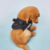 A small, fluffy golden-colored dog wearing a black pet walking harness.