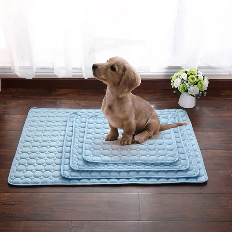 A light brown dog sits on a blue cooling pet mat in front of a window with white flowers.