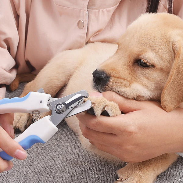 A person is using stainless steel pet nail clippers to trim the nails of a light-colored puppy.