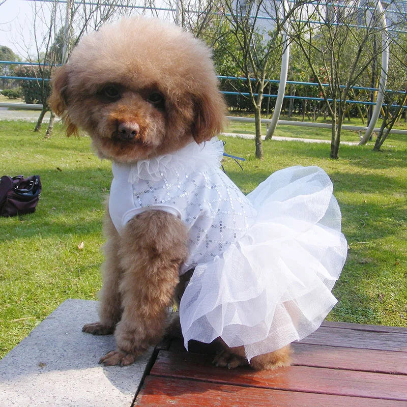 A fluffy golden-colored dog wearing a white sequined dress sitting on a wooden surface outdoors.