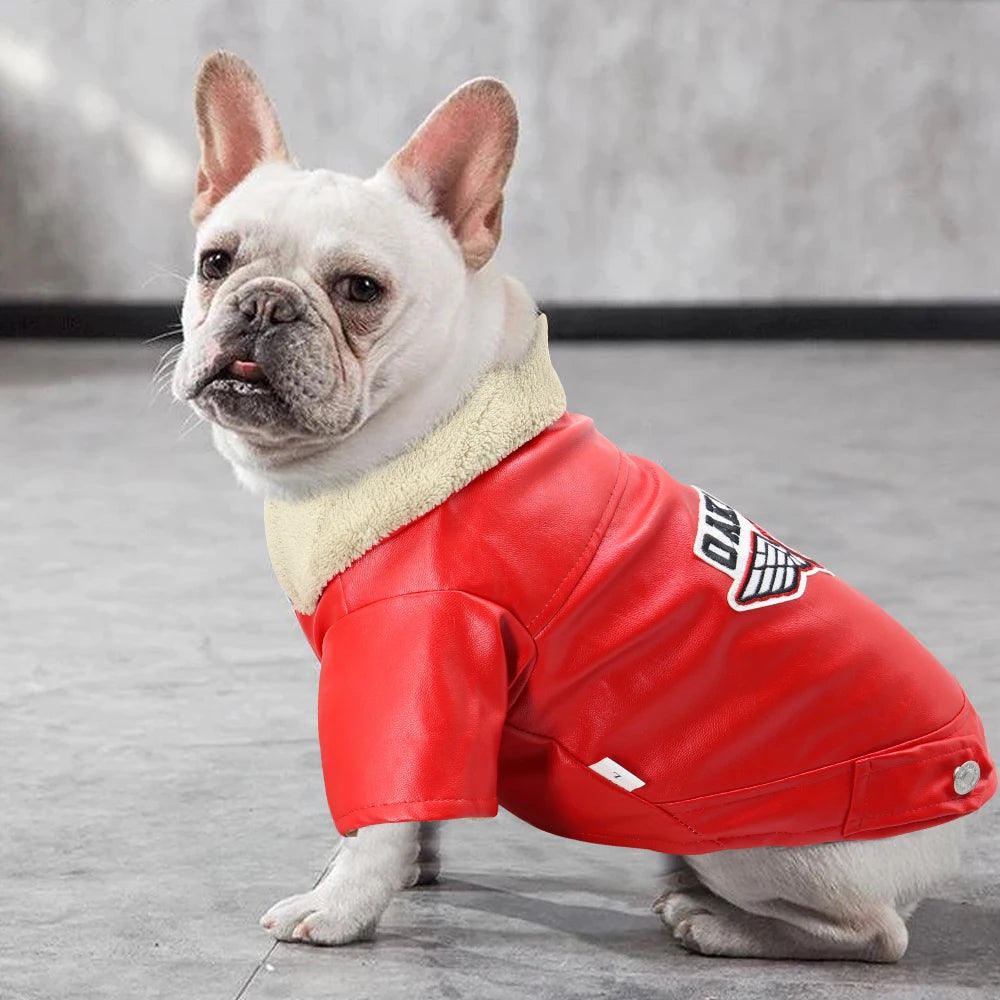 A white French Bulldog wearing a red PU leather dog jacket with a cream-colored collar.