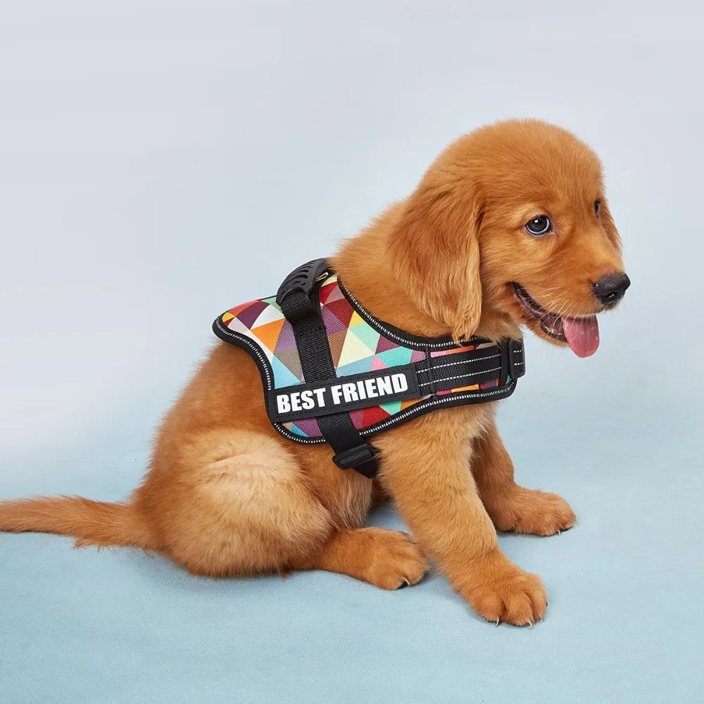 A golden-colored dog wearing a black and multi-colored pet walking harness is sitting on a light blue surface.