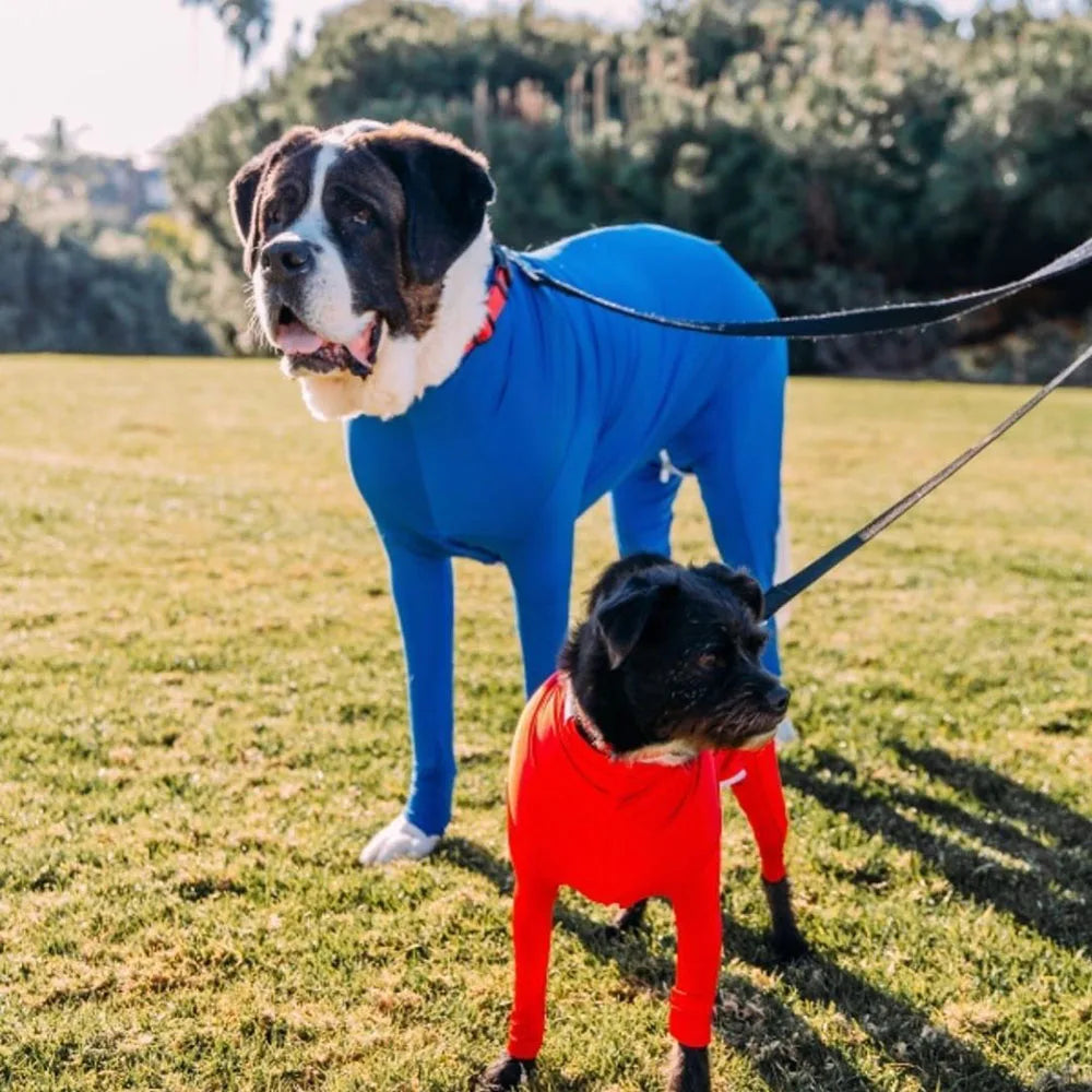 A blue dog wearing a comfort fit onesie is standing in a grassy field with a black dog nearby.