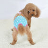 A small, light brown poodle wearing blue and white washable physiological dog underwear with a rainbow bow on its back.