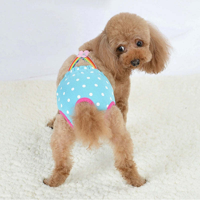 A small, light brown poodle wearing blue and white washable physiological dog underwear with a rainbow bow on its back.