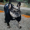 A French Bulldog wearing a black hoodie outdoors
