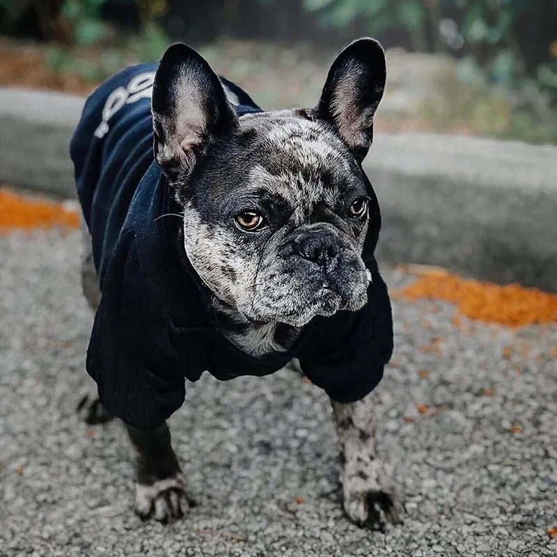 A French Bulldog wearing a black hoodie outdoors