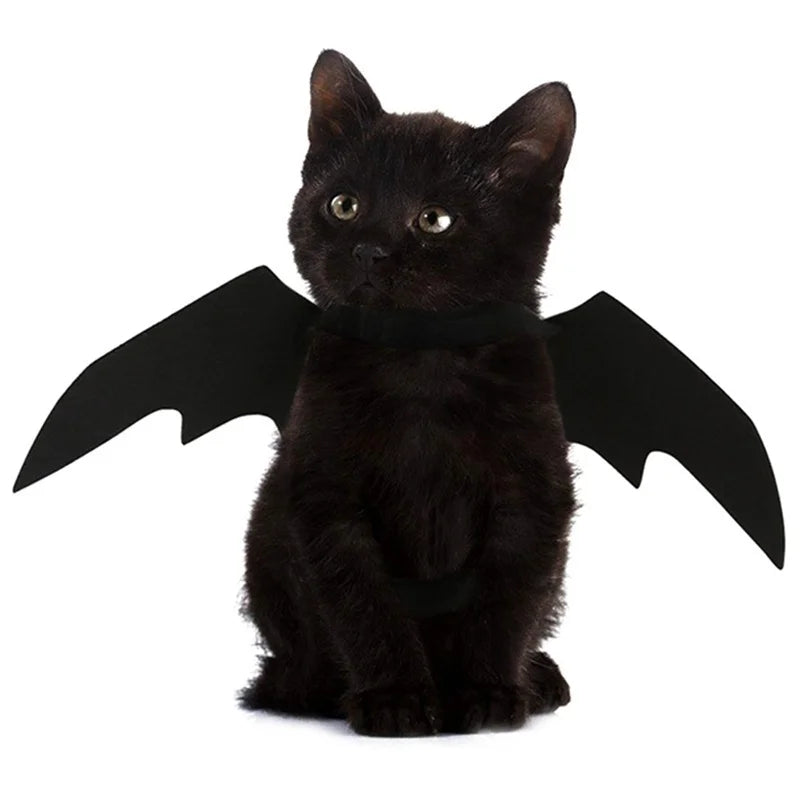 Un chat noir avec des ailes de chauve-souris en costume cosplay.