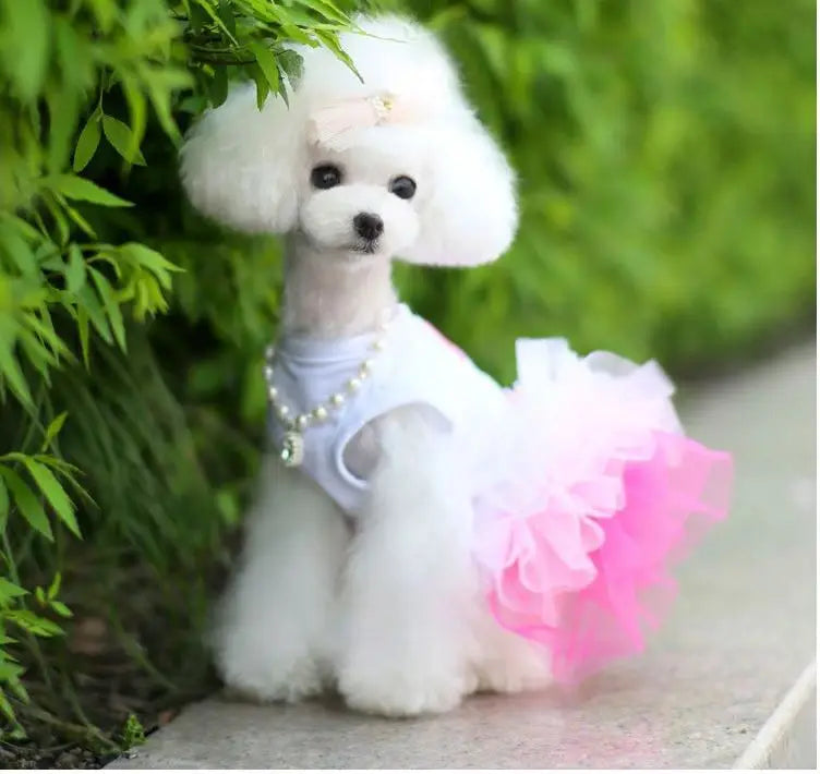 A fluffy white dog wearing an elegant pink and white spring dress sitting outdoors.