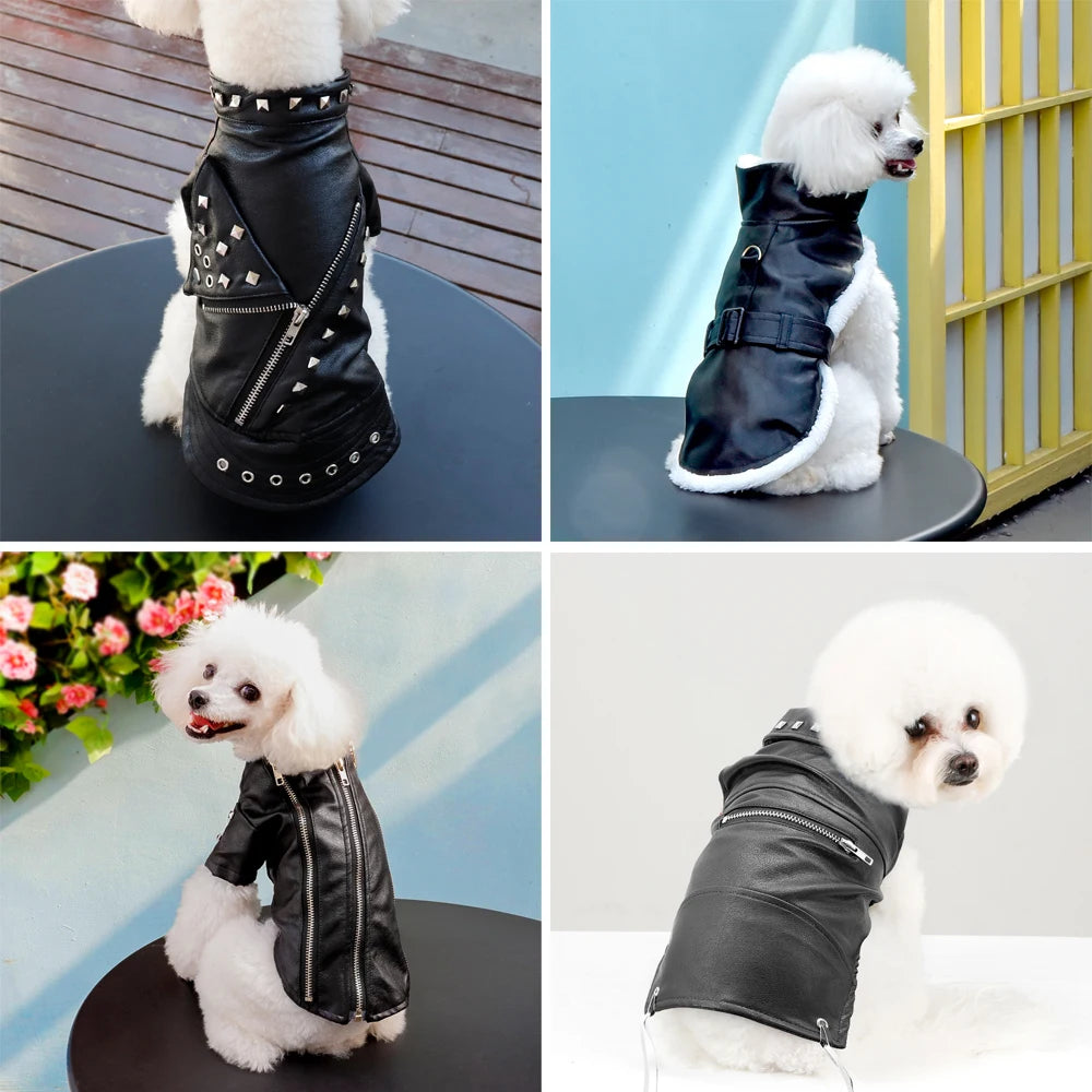 A white dog wearing a black PU leather jacket with silver studs and white trim.