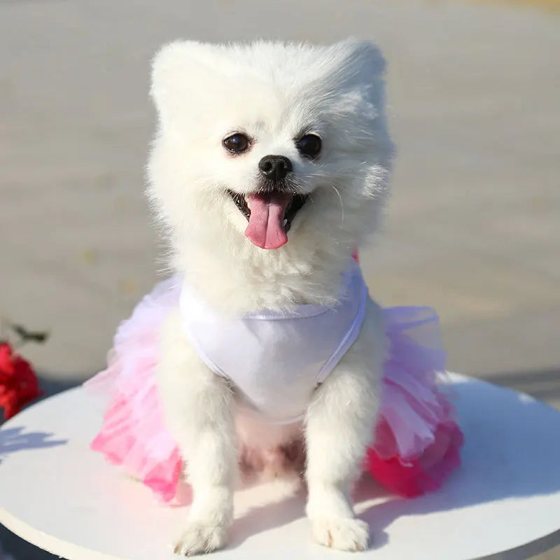 A white dog wearing an elegant pink and white pet dress, smiling and standing on a white surface.