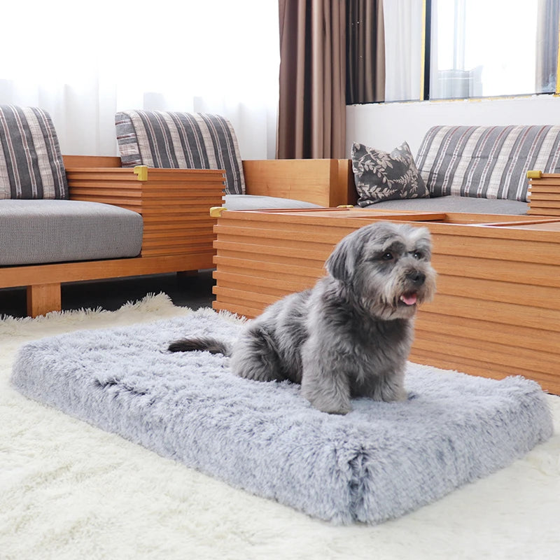 A fluffy gray dog is resting on an ultra plush orthopedic rectangular dog bed in a bright room.