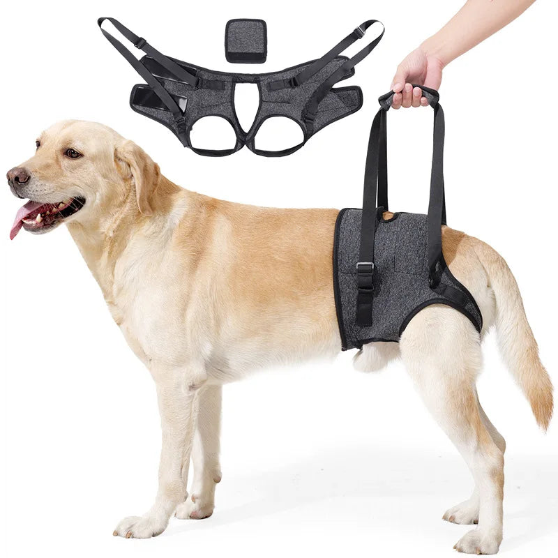 Un chien de couleur claire porte un harnais noir réglable pour le soutien des articulations.