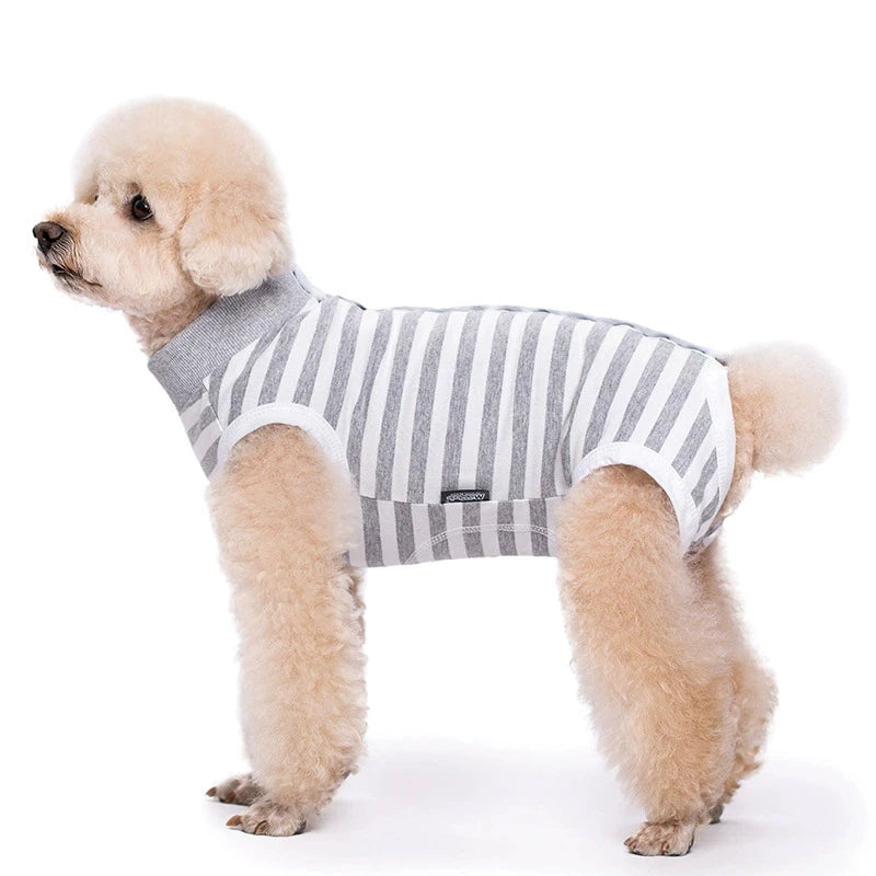 A light tan poodle wearing a gray and white striped cotton recovery suit for dogs.