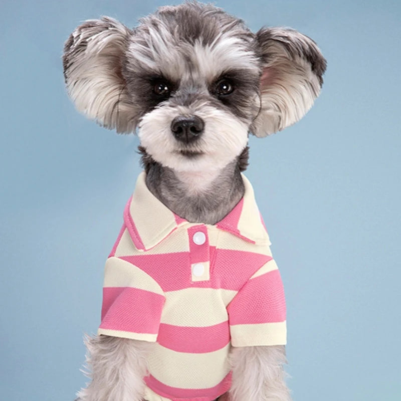A small, fluffy dog wearing a pink and yellow striped polo shirt.