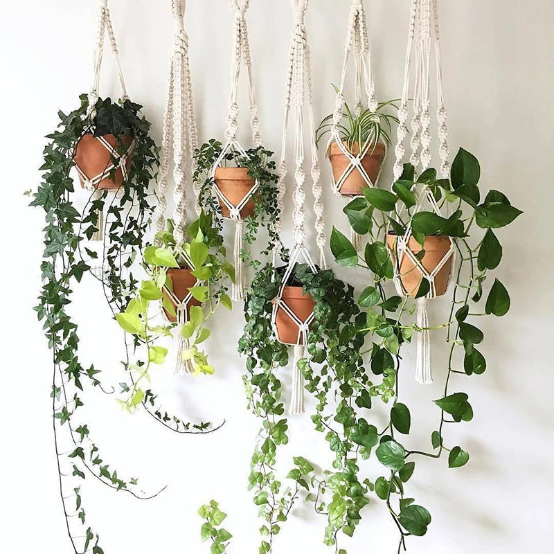 Macrame plant hangers featuring terracotta pots and lush green foliage hanging from a white wall.