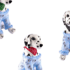 A white dog wearing a light blue towel and a red bandana collar.