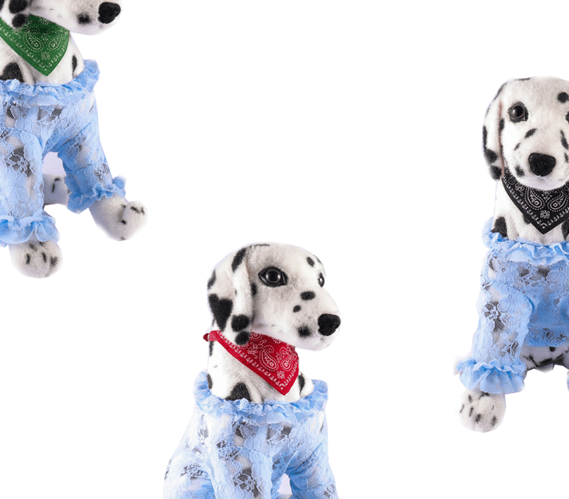 A white dog wearing a light blue towel and a red bandana collar.