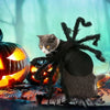 A gray cat dressed in a black spider costume sitting near carved jack-o'-lanterns.