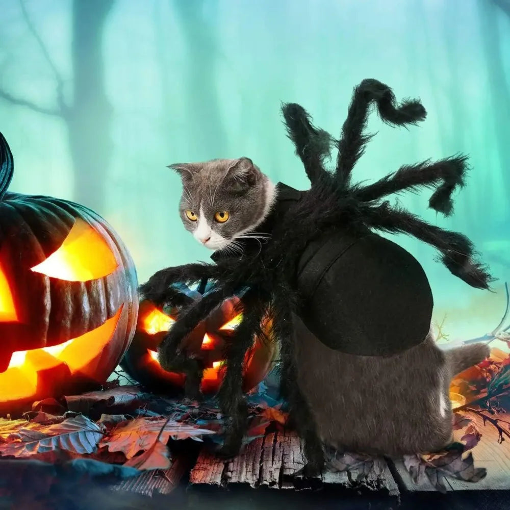 A gray cat dressed in a black spider costume sitting near carved jack-o'-lanterns.