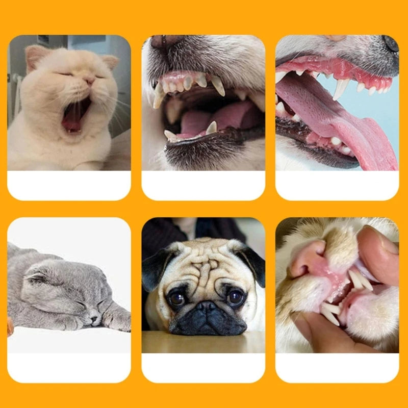 A collage of various pets, including a cat and a dog, showing their mouths and faces.