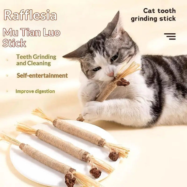 A tabby cat is using a natural wooden teeth grinding stick for self-entertainment and dental cleaning.