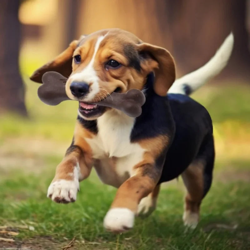 A small brown and white puppy is running across green grass while carrying a dark chew toy in its mouth.