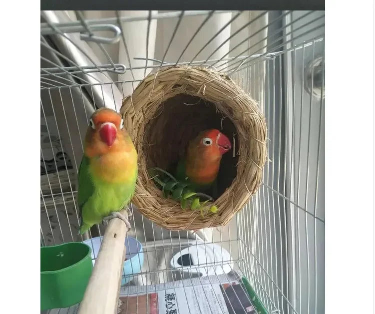 A natural straw bird nest containing two small birds inside a wire cage.