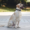 A light-colored Labrador dog wearing a black studded leather collar sitting on a paved surface.