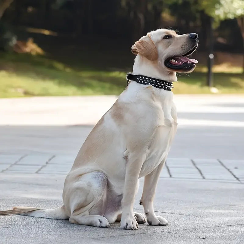 A light-colored Labrador dog wearing a black studded leather collar sitting on a paved surface.
